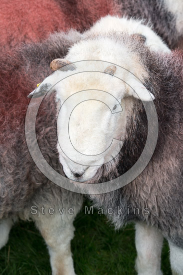 Saint Sunday Crag Valley Lake district Sheep