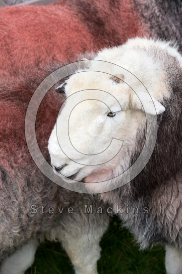 Applethwaite Field Herdwick Sheep