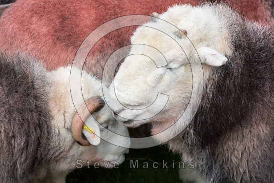 Helton Valley Herdwick Sheep
