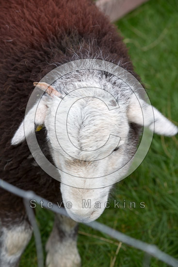 Steel Knotts Field Herdwick Sheep