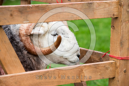 Embleton Farm Lakeland Sheep