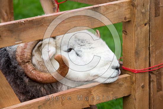Grey Crag Farm Herdwick Sheep