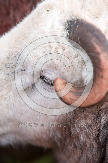 Banks Valley Lakeland Sheep