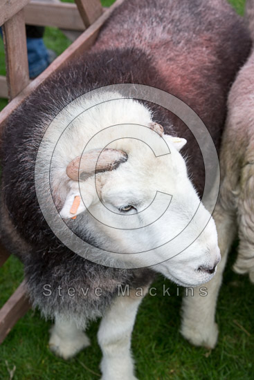 Camerton Herdwick Sheep