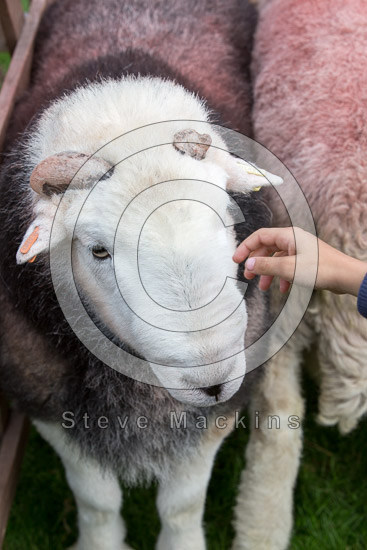 Hallbankgate Valley Lakeland Sheep