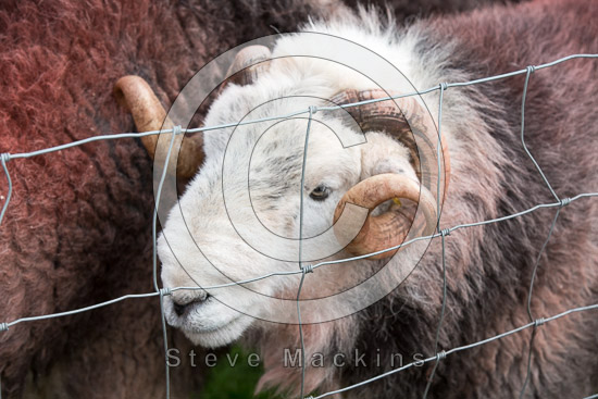 Great Musgrave Farm Herdwick Sheep