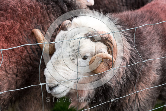 Rowrah Lakeland Sheep