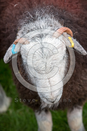 Mungrisdale Farm Herdwick Sheep
