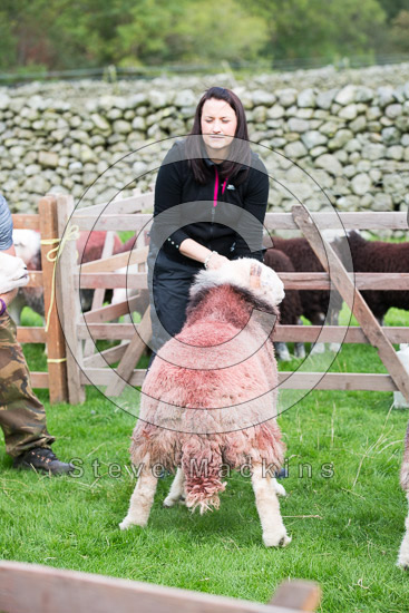 Knock Farm Herdwick Sheep