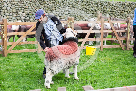 Wiggonby Field Herdwick Sheep