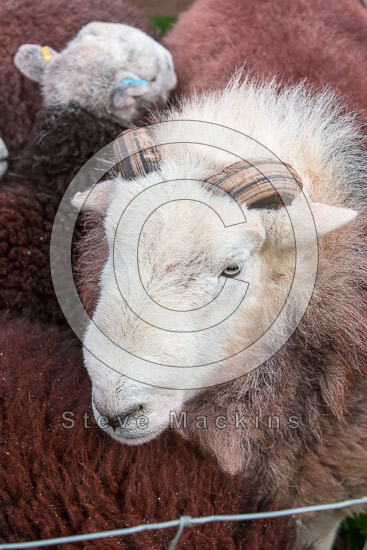 Grasmoor Lakeland Sheep