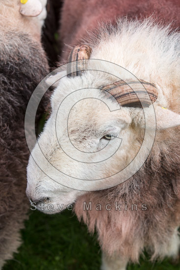 Hartsop above How Herdwick Sheep