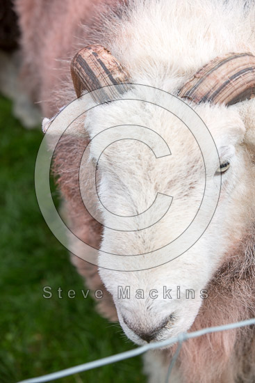 Distington Farm Herdwick Sheep