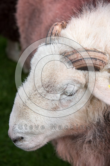 Kendal Farm Lakeland Sheep