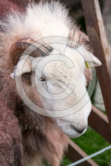 Grasmoor Farm Lake district Sheep