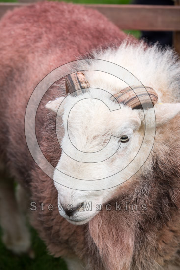 Beaumont Farm Lakeland Sheep