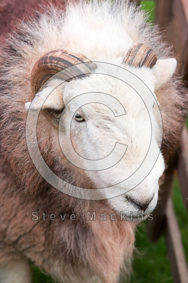 Holme Fell Farm Herdwick Sheep