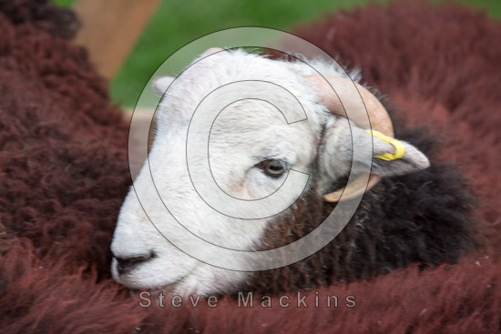 Bampton Grange Valley Herdwick Sheep