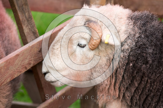 Hoff Farm Lakeland Sheep