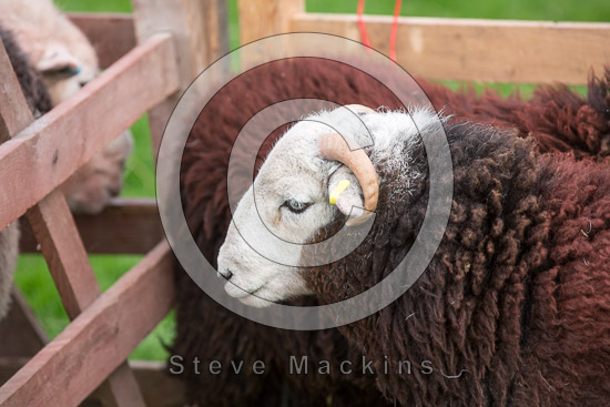 Haystacks Valley Lakeland Sheep