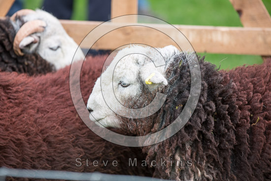 Irthington Herdwick Sheep