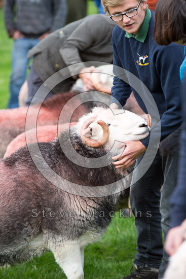 High Newton Herdwick Sheep