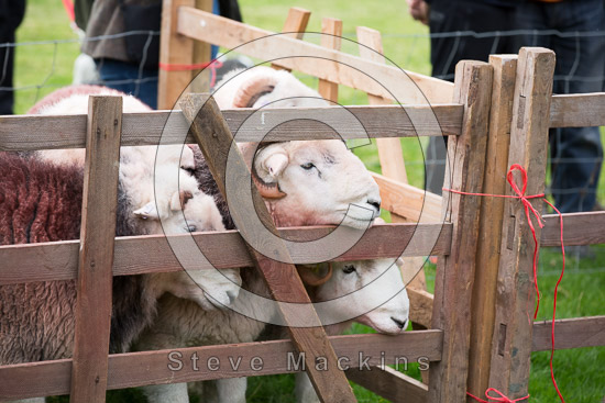 Calf Crag Farm Lake district Sheep