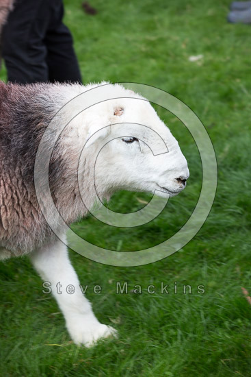 Middle Fell Farm Lakeland Sheep