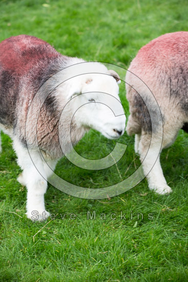 Wetherlam Valley Herdwick Sheep