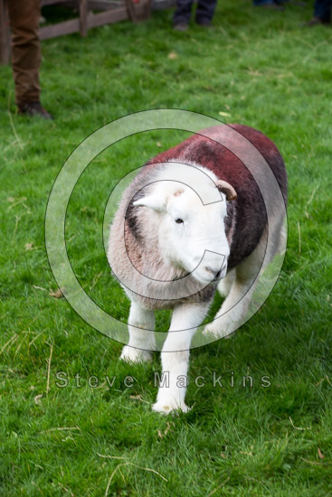 Hallin Fell Farm Herdwick Sheep