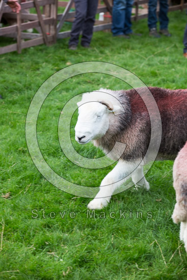Bewcastle Lake district Sheep