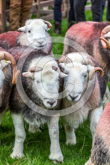 Brigflatts Lakeland Sheep