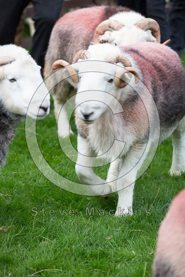 Eskdale Green Field Herdwick Sheep
