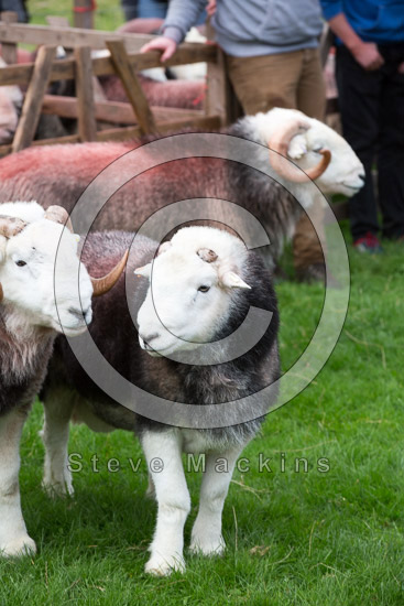 Gray Crag Field Herdwick Sheep