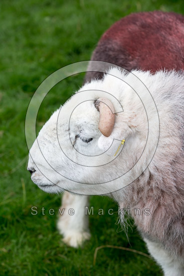Bigrigg Field Lake district Sheep