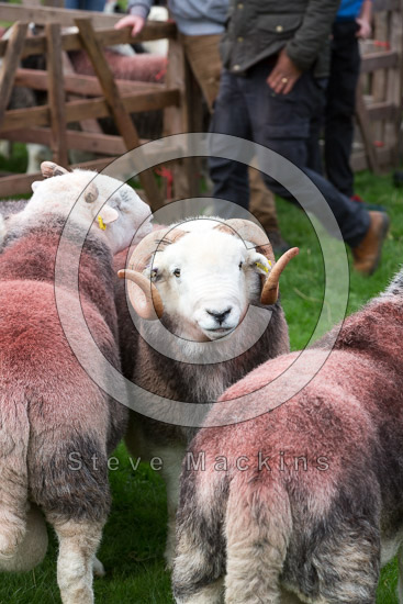 Levens Field Herdwick Sheep
