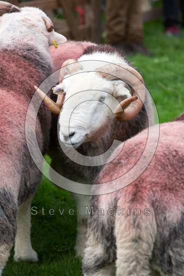 Helvellyn Farm Herdwick Sheep