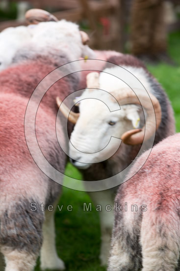 Grayrigg Field Lake district Sheep
