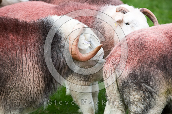 Distington Farm Herdwick Sheep