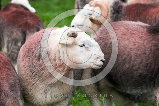 Ambleside Farm Lakeland Sheep