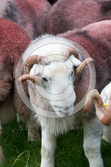 Beckermet Valley Lake district Sheep