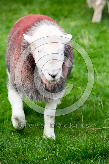 Muncaster Fell Herdwick Sheep