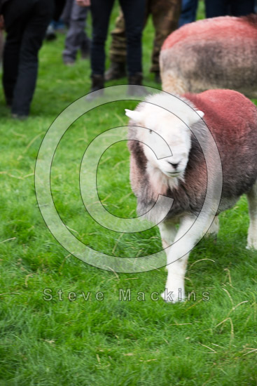 Ravenglass Farm Lakeland Sheep