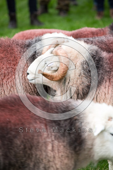 Coniston Old Man Herdwick Sheep