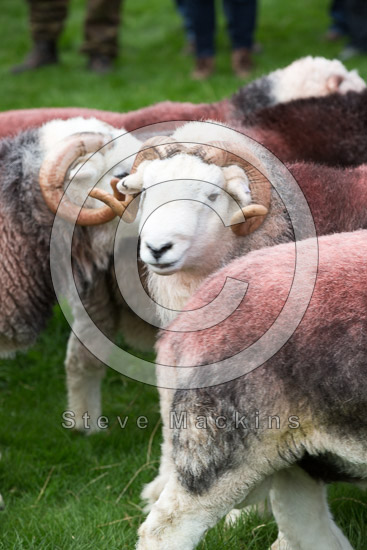 Finsthwaite Valley Herdwick Sheep