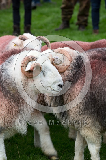 Storth Field Lake district Sheep