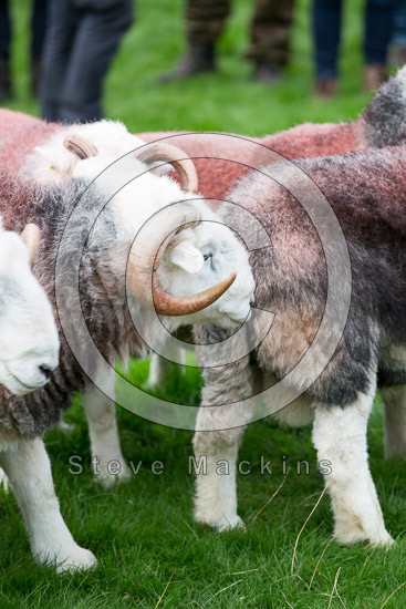 Steeple Farm Lakeland Sheep