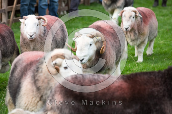 Ponsonby Field Lakeland Sheep