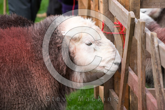 Burnbank Fell Valley Lakeland Sheep