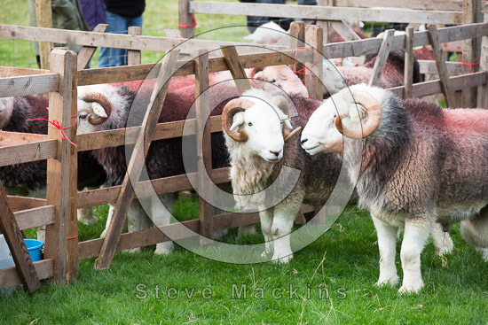 Workington Lakeland Sheep